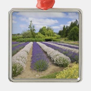 USA, WA, Sequim, Paars Haze Lavender Boerderij Metalen Ornament