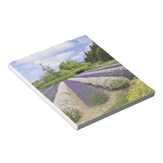 USA, WA, Sequim, Paars Haze Lavender Boerderij Notitieblok (Schuin)