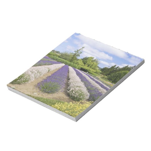 USA, WA, Sequim, Paars Haze Lavender Boerderij Notitieblok (Linkerzijde)