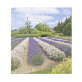 USA, WA, Sequim, Paars Haze Lavender Boerderij Notitieblok (Voorkant)