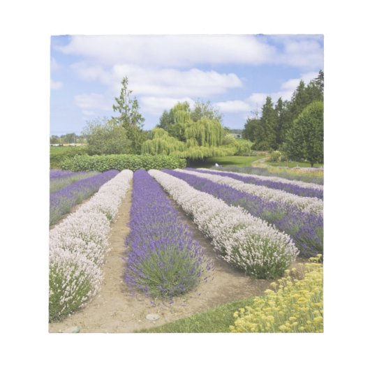 USA, WA, Sequim, Paars Haze Lavender Boerderij Notitieblok (Voorkant)