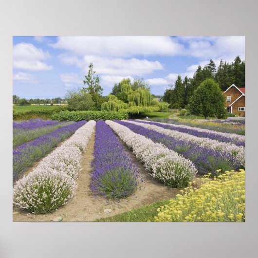 USA, WA, Sequim, Paars Haze Lavender Boerderij Poster (Voorkant)