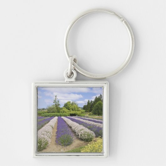 USA, WA, Sequim, Paars Haze Lavender Boerderij Sleutelhanger (Voorkant)