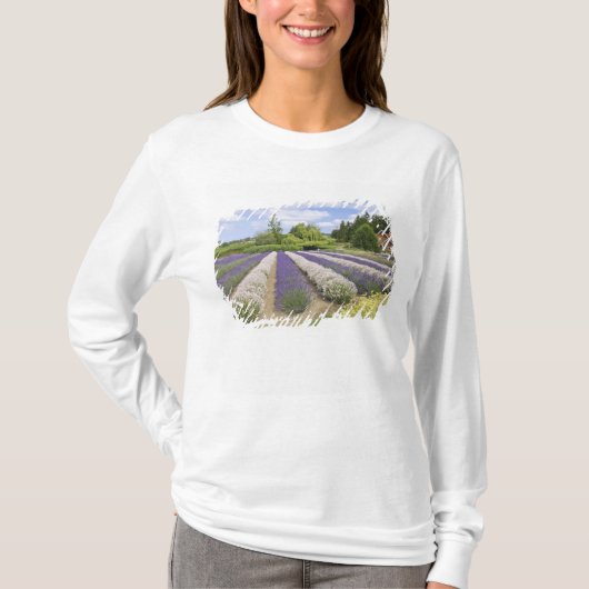 USA, WA, Sequim, Paars Haze Lavender Boerderij T-shirt (Voorkant)