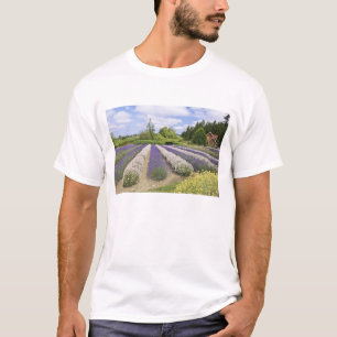 USA, WA, Sequim, Paars Haze Lavender Boerderij T-shirt