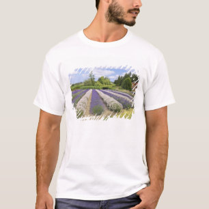 USA, WA, Sequim, Paars Haze Lavender Boerderij T-shirt