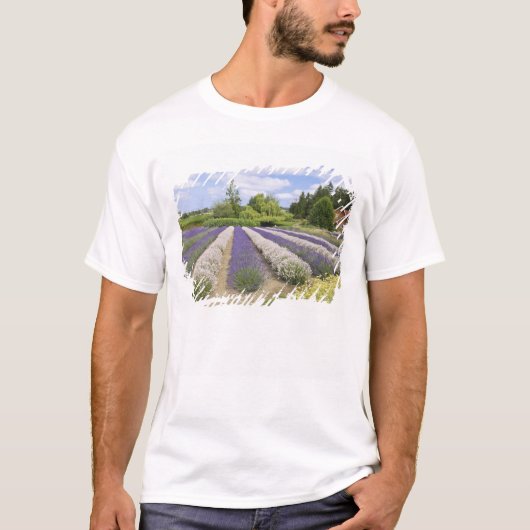USA, WA, Sequim, Paars Haze Lavender Boerderij T-shirt (Voorkant)