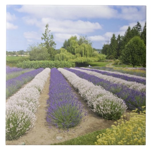 USA, WA, Sequim, Paars Haze Lavender Boerderij Tegeltje (Voorkant)