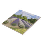 USA, WA, Sequim, Paars Haze Lavender Boerderij Tegeltje (Zijkant)