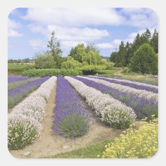 USA, WA, Sequim, Paars Haze Lavender Boerderij Vierkante Sticker (Voorkant)