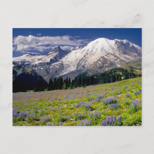 USA, Washington, Mt. Rainier National Park. Briefkaart (Voorkant)