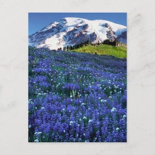USA, Washington, Mt. Rainier National Park. Mt. Briefkaart