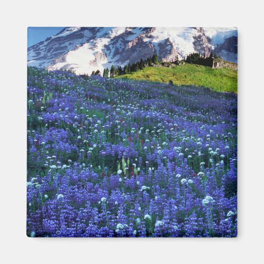 USA, Washington, Mt. Rainier National Park. Mt. Magneet (Voorkant)