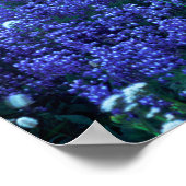 USA, Washington, Mt. Rainier National Park. Mt. Poster (Hoek)