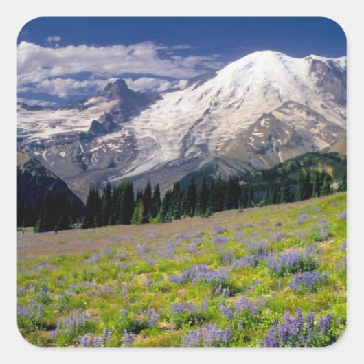 USA, Washington, Mt. Rainier National Park. Vierkante Sticker (Voorkant)