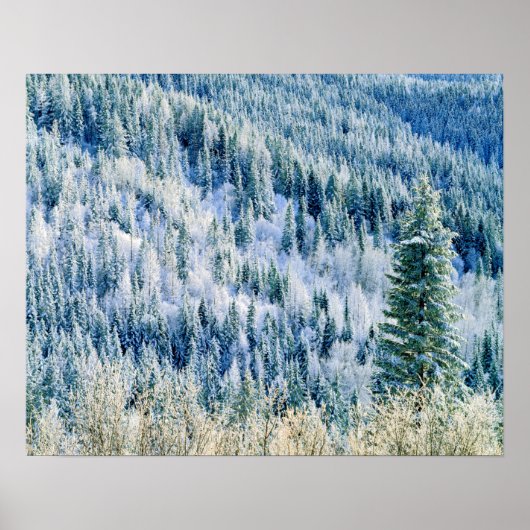 USA, Washington, MT. Spokane State Park, Aspen 2 Poster (Voorkant)