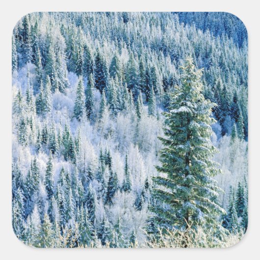USA, Washington, MT. Spokane State Park, Aspen Vierkante Sticker (Voorkant)