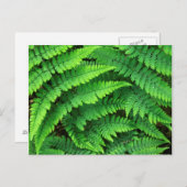 USA, Washington, Olympic National Park, Athyrium Briefkaart (Voorkant / Achterkant)