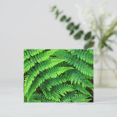 USA, Washington, Olympic National Park, Athyrium Briefkaart (Staand voorkant)