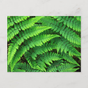 USA, Washington, Olympic National Park, Athyrium Briefkaart