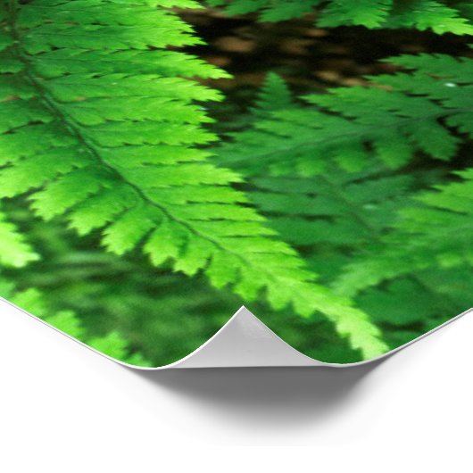 USA, Washington, Olympic National Park, Athyrium Poster (Hoek)