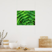 USA, Washington, Olympic National Park, Athyrium Poster (Keuken)