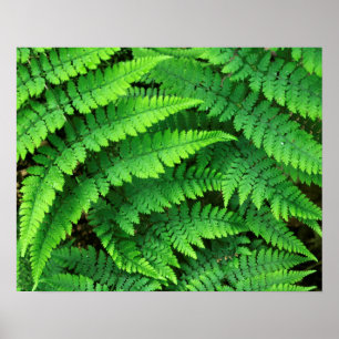 USA, Washington, Olympic National Park, Athyrium Poster