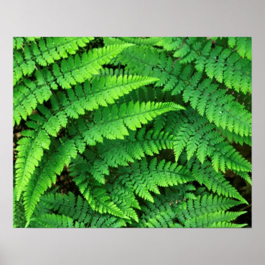 USA, Washington, Olympic National Park, Athyrium Poster (Voorkant)