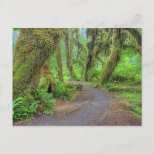 USA, Washington, Olympic National Park, Hoh 2 Briefkaart