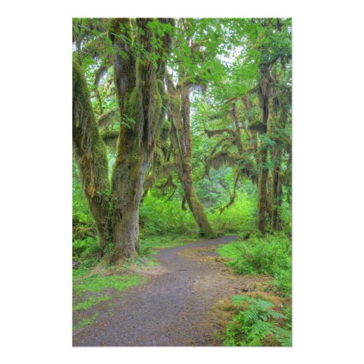 USA, Washington, Olympic National Park, Hoh Foto Afdruk (Voorkant)