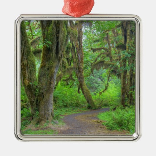 USA, Washington, Olympic National Park, Hoh Metalen Ornament (Voorkant)