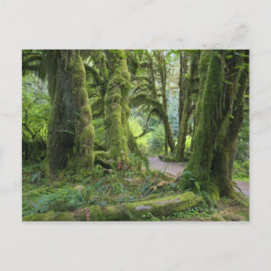 USA, Washington, Olympic National Park, Hoh Rain Briefkaart