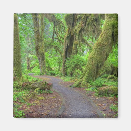 USA, Washington, Olympic National Park, Hoh Rain Magneet (Voorkant)