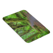 USA, Washington, Olympic National Park, Hoh Rain Magneet (Rechterzijde)