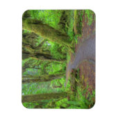 USA, Washington, Olympic National Park, Hoh Rain Magneet (Verticaal)