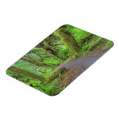 USA, Washington, Olympic National Park, Hoh Rain Magneet (Linkerzijde)