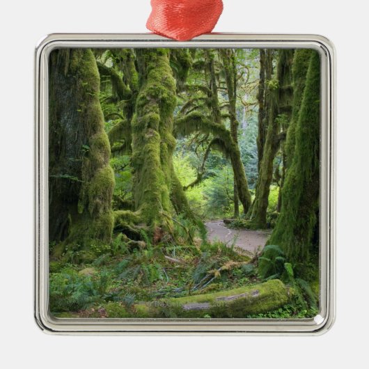 USA, Washington, Olympic National Park, Hoh Rain Metalen Ornament (Voorkant)