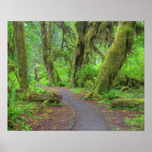 USA, Washington, Olympic National Park, Hoh Rain Poster (Voorkant)