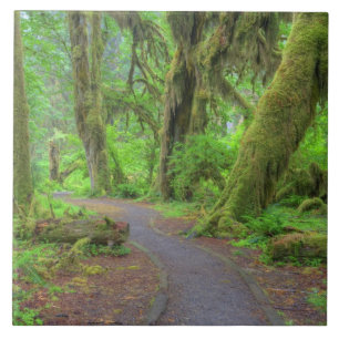 USA, Washington, Olympic National Park, Hoh Rain Tegeltje