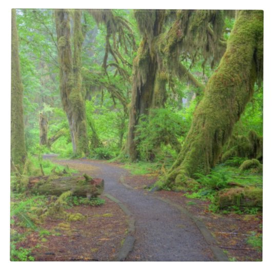 USA, Washington, Olympic National Park, Hoh Rain Tegeltje (Voorkant)