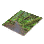 USA, Washington, Olympic National Park, Hoh Rain Tegeltje (Zijkant)