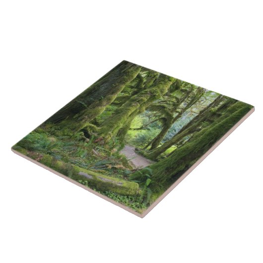 USA, Washington, Olympic National Park, Hoh Rain Tegeltje (Zijkant)