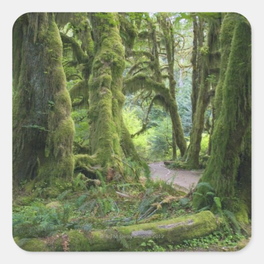 USA, Washington, Olympic National Park, Hoh Rain Vierkante Sticker (Voorkant)