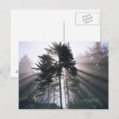 USA, Washington, Olympic National Park, Morning Briefkaart (Voorkant / Achterkant)