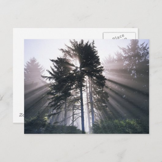 USA, Washington, Olympic National Park, Morning Briefkaart (Voorkant / Achterkant)