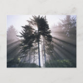USA, Washington, Olympic National Park, Morning Briefkaart (Voorkant)
