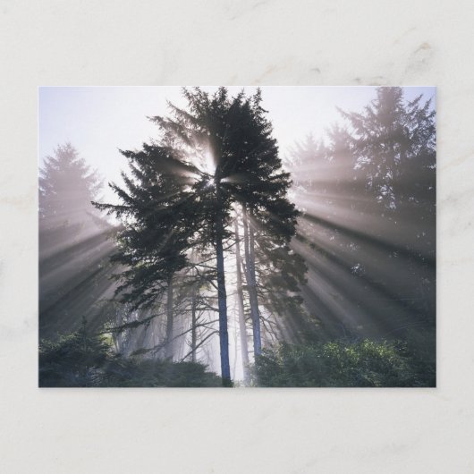 USA, Washington, Olympic National Park, Morning Briefkaart (Voorkant)
