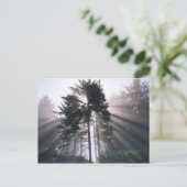 USA, Washington, Olympic National Park, Morning Briefkaart (Staand voorkant)