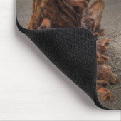 USA, Washington, Olympic National Park, Rialto 2 Muismat (Hoek)