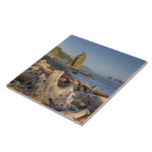 USA, Washington, Olympic National Park, Rialto Tegeltje (Zijkant)